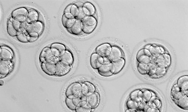 Embryos